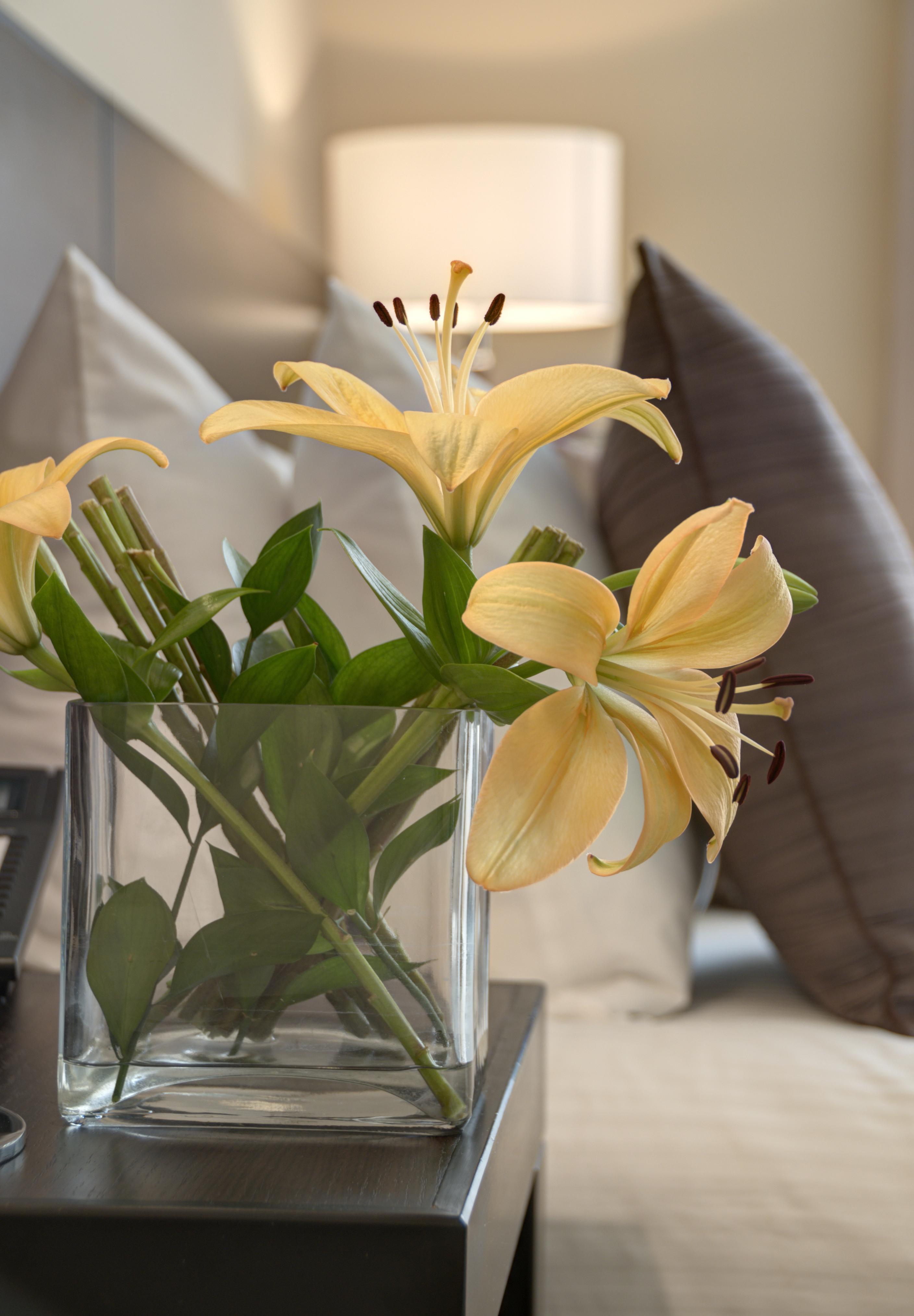 Studio Hotel Boutique San Jose  Eksteriør bilde Lilium longiflorum